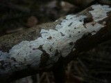 Basidioradulum crustosum image