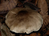 Tricholoma saponaceum image