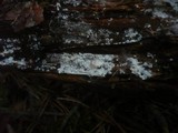 Fibulomyces mutabilis image