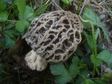 Morchella pseudoumbrina image