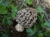 Morchella pseudoumbrina image