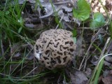 Morchella pseudoumbrina image