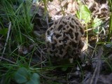 Morchella pseudoumbrina image
