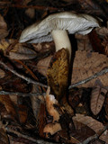 Tricholoma saponaceum image