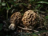 Morchella pseudoumbrina image