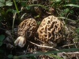 Morchella pseudoumbrina image