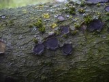 Biscogniauxia granmoi image