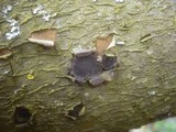 Biscogniauxia granmoi image