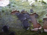 Biscogniauxia granmoi image