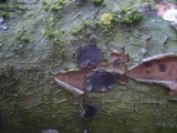 Biscogniauxia granmoi image