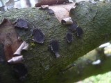 Biscogniauxia granmoi image