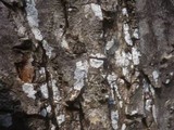 Dendrothele alliacea image