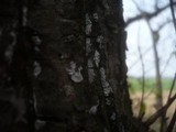 Dendrothele alliacea image