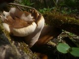 Royoporus badius image