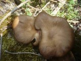 Royoporus badius image