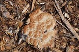 Fuligo septica image