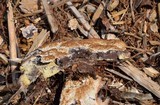 Fuligo septica image