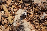 Fuligo septica image