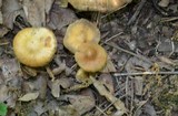 Cortinarius distans image