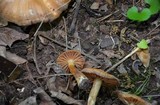 Cortinarius distans image