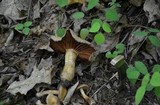 Cortinarius distans image