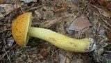Leccinum rugosiceps image