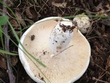 Lactarius piperatus image
