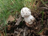 Amanita longipes image