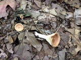 Clitocybe costata image