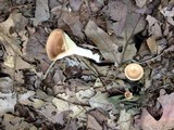 Clitocybe costata image