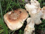 Russula compacta image