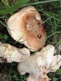 Russula compacta image