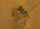 Panaeolus goossensiae image