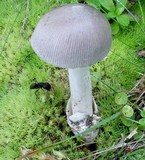 Amanita sect. Vaginatae image