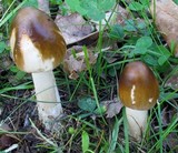 Amanita sect. Vaginatae image