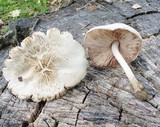 Pluteus petasatus image