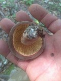 Lactarius corrugis image