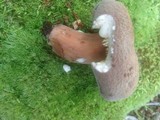 Lactarius corrugis image