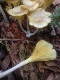 Chrysomphalina strombodes image