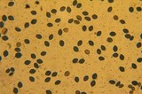 Panaeolus goossensiae image