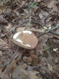 Tylopilus rubrobrunneus image