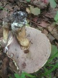 Tylopilus rubrobrunneus image