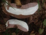 Tylopilus rubrobrunneus image