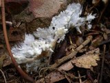 Tremellodendron pallidum image