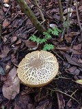 Boletus porosporus image