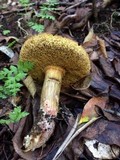 Boletus porosporus image