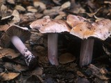 Inocybe adaequata image