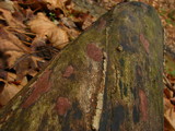 Hypoxylon hypomiltum image