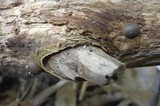 Lycogala epidendrum image