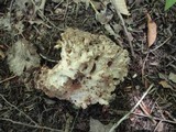 Polyporus umbellatus image